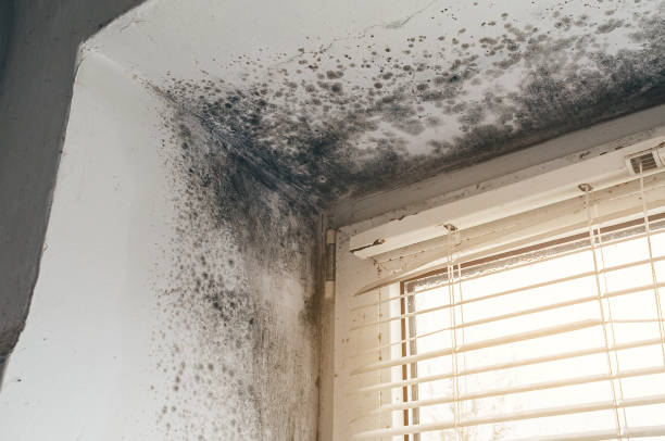 Affordable Mold Remediation solutions in Central City, PA